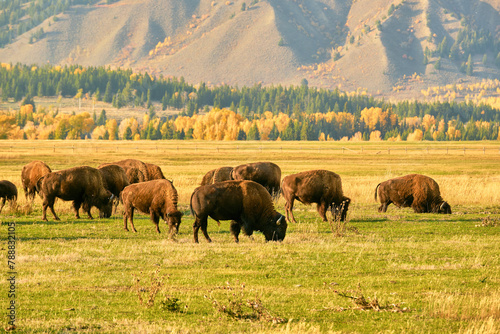 Herd of bison grazing in a field on a fall Wyoming evening