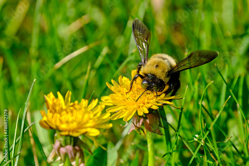 Eastern carpenter bee on top of a dandelion flower on a warm spring and sunny afternoon photo