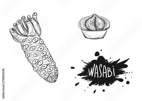 Hand drawn sketch black and white illustration of wasabi, root, leaf. Vector illustration. Elements in graphic style label, sticker, menu, package. Engraved style illustration.