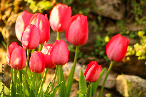 a bunch of red flowers with the word tulips on them.