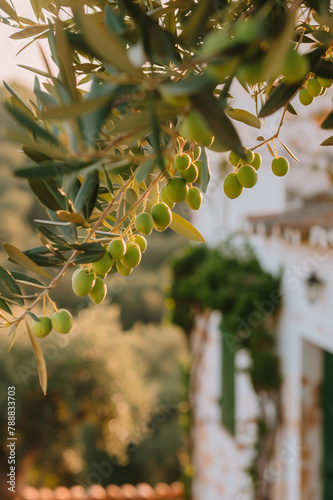 Green olives on the branch of an olive tree