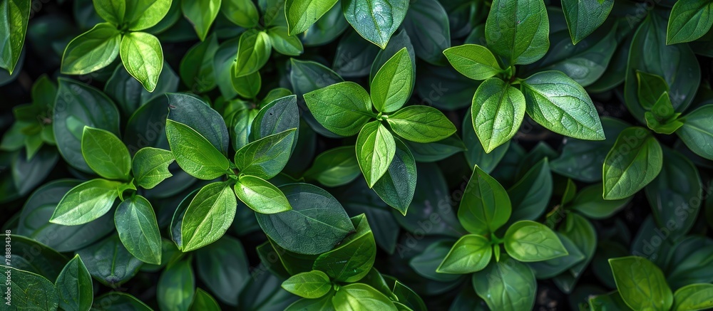 Green leaves found in a garden during the summer season. They are natural and form the background cover for spring, representing the environment and ecology. Green leaves found in a garden during the summer season. They are natural and form the background cover for spring, representing the environment and ecology.