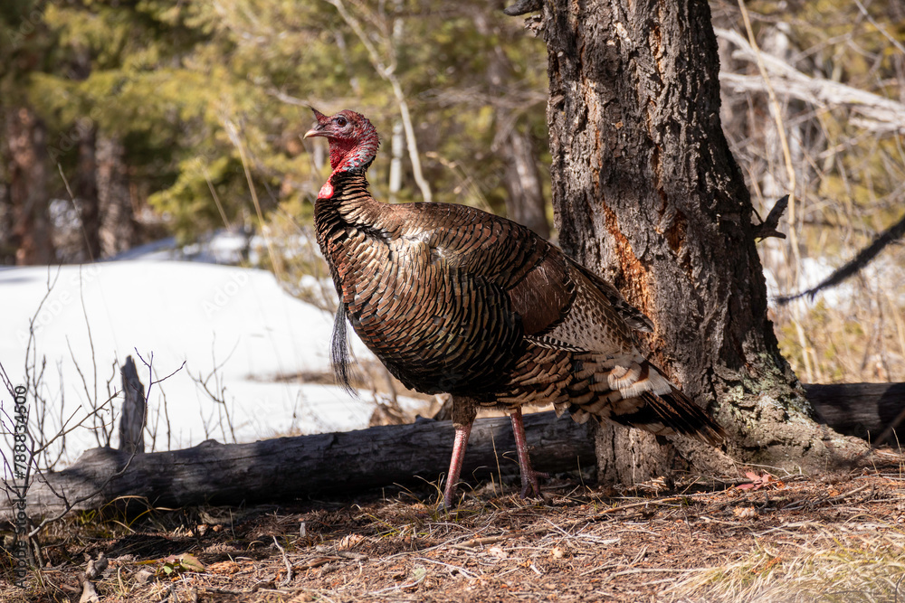 turkey hen trotting through the wilderness turkey hen trotting through the wilderness