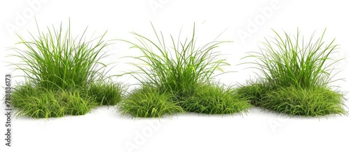 3 green grass backgrounds and 2 grass tufts isolated on white