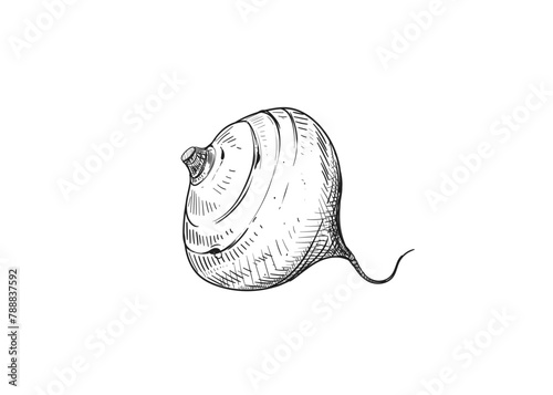 Hand drawn sketch black and white illustration of turnip jicama, root, leaf. Vector illustration. Elements in graphic style label, sticker, menu, package. Engraved style illustration.