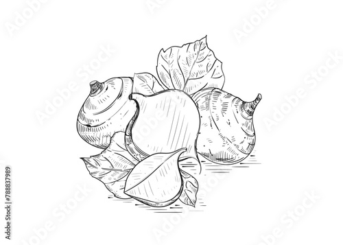 Hand drawn sketch black and white illustration of turnip jicama, root, leaf. Vector illustration. Elements in graphic style label, sticker, menu, package. Engraved style illustration.
