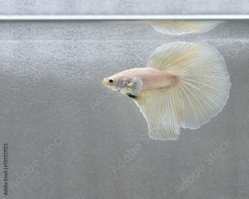 Betta fish halfmoon or long tail, Siamese fighting fish on isolated grey or blue background