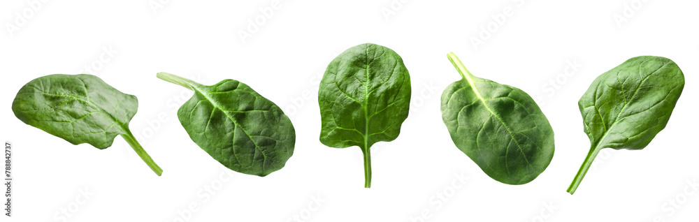Naklejka premium Fresh spinach leaves isolated on white, set