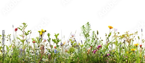 Grass and wild flowers line the edges of a white background.