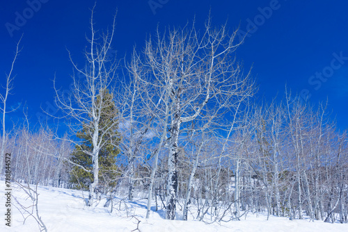 trees in winter, landscape with trees, trees in the snow
