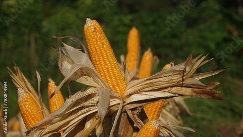 Corn plants on the Cornfield. The corn is peeling. Focus selected, blur background