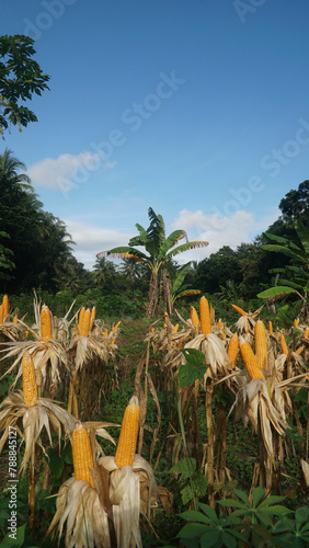 Corn plants on the Cornfield. The corn is peeling. Focus selected, blue sky background