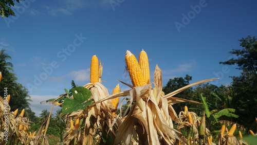 Corn plants on the Cornfield. The corn is peeling. Focus selected, blue sky background