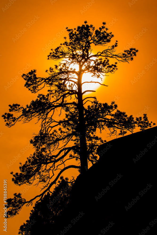 Fototapeta premium Smoky Silhouette