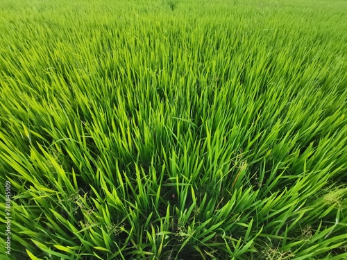 green rice field