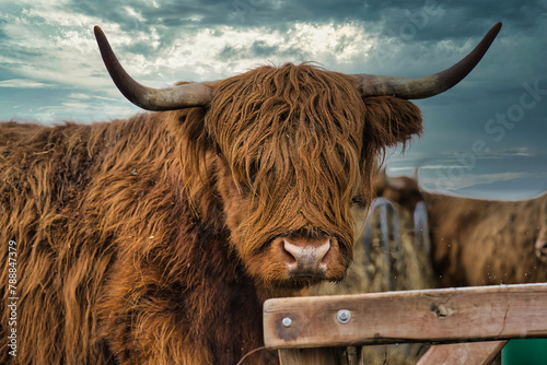 scottish highland cow photo