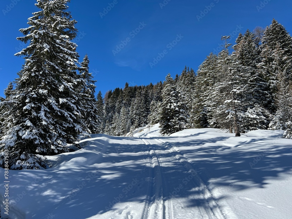 Fototapeta premium Excellently arranged and cleaned winter trails for walking, hiking, sports and recreation in the area of the tourist resorts of Valbella and Lenzerheide in the Swiss Alps - Switzerland (Schweiz)