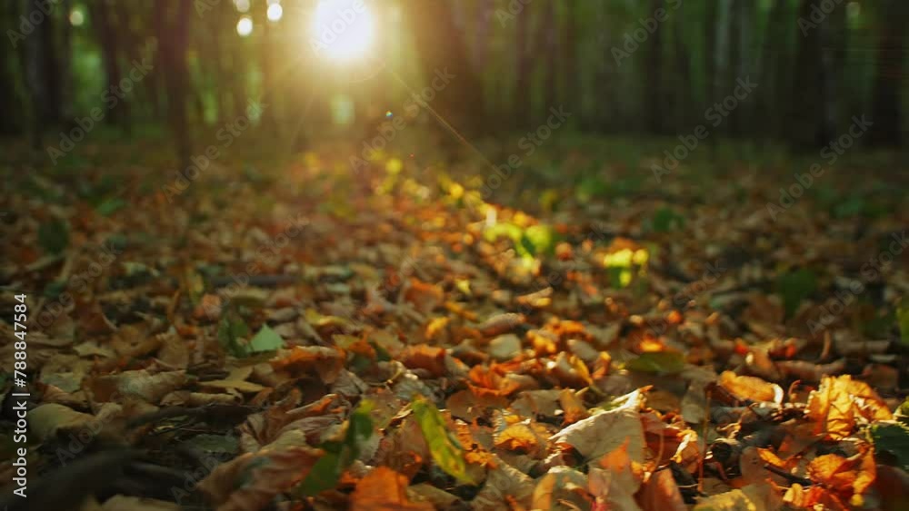 Camera moving sideways, autumn leaves lying in the forest illuminated by the sunset rays of the sun Camera moving sideways, autumn leaves lying in the forest illuminated by the sunset rays of the sun