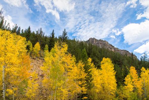 Colorado Aspens