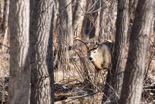 White Tail Deer