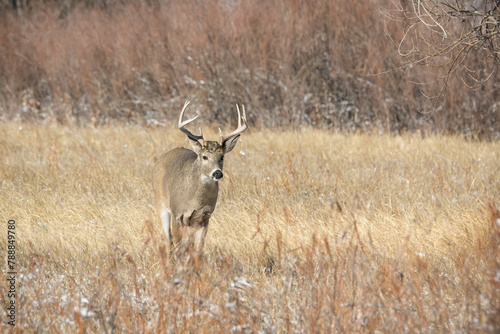 White Tail Deer