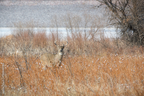 White Tail Deer
