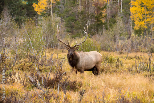 Fall Time Elk