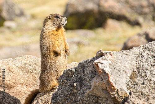 Marmot On The Lookout