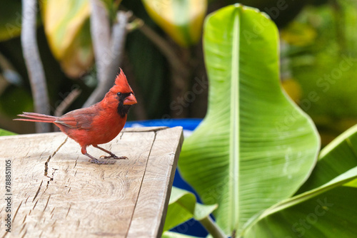 Bright red male northern cardinal at a backyard bird feeder.