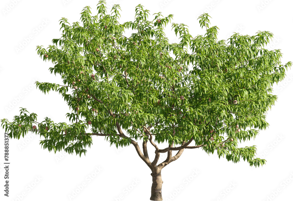 Realistic 3D rendering of a tree on transparent background, suitable for architecture visualization, presentation background, 2D or 3D illustration digital composition