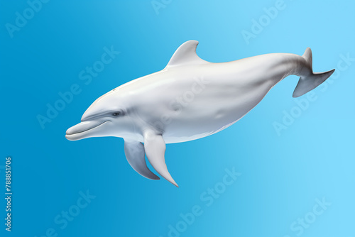 dolphin isolated on blue background