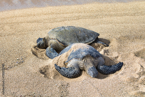 Two sleepy large green sea turtles on Kanaha beach on Maui.
