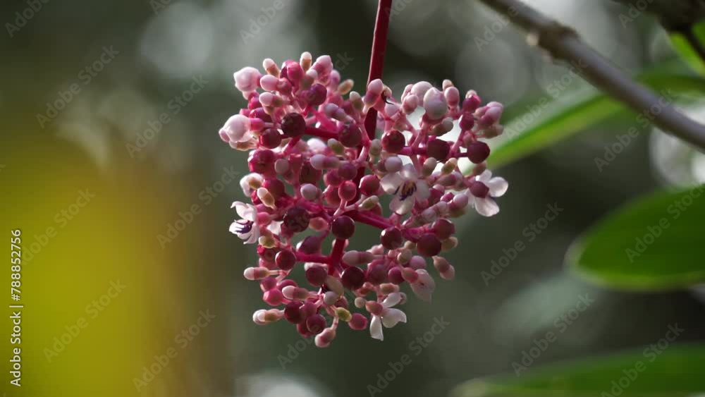 Medinilla speciosa (Parijata, Parijoto, Showy Asian Grapes). The fruit contains significant levels of antioxidants and beta-carotene, so it is believed to increase pregnancy fertility Medinilla speciosa (Parijata, Parijoto, Showy Asian Grapes). The fruit contains significant levels of antioxidants and beta-carotene, so it is believed to increase pregnancy fertility