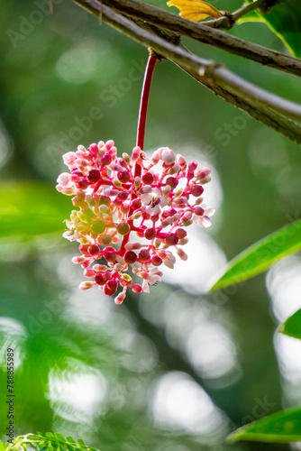 Medinilla speciosa (Parijata, Parijoto, Showy Asian Grapes). The fruit contains significant levels of antioxidants and beta-carotene, so it is believed to increase pregnancy fertility photo
