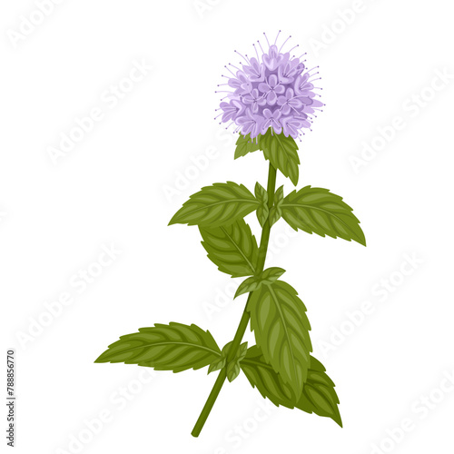 Vector illustration, Mentha aquatica or watermint, isolated on white background.