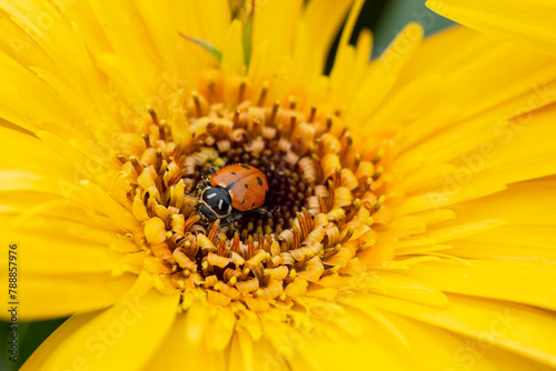 Close-up of ladybug  crawling on colorful yellow daisy in spring