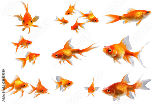 Diverse goldfish collection isolated on transparent background. Perfect for aquatic designs and decorative graphics.