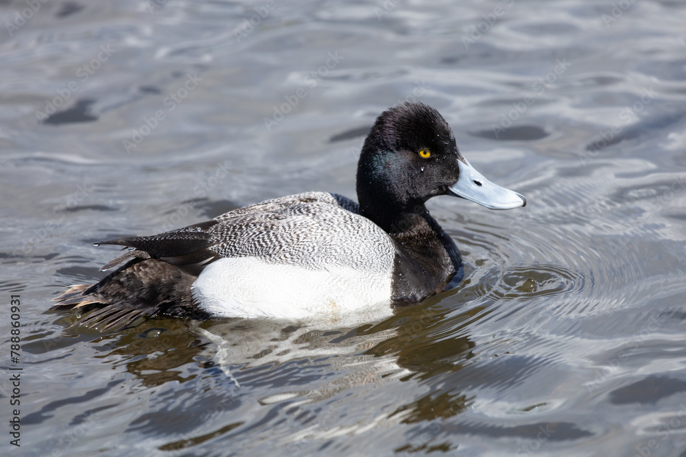 A male Lesser Scaup, Aythya Affinis, swimming on a lake in Burnaby, British Columbia on a sunny day. A male Lesser Scaup, Aythya Affinis, swimming on a lake in Burnaby, British Columbia on a sunny day.
