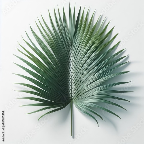 Tropical green palm leaf isolated on a white background © Mo Stock
