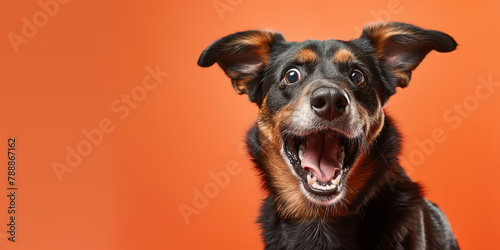 Photo of happy excited dog