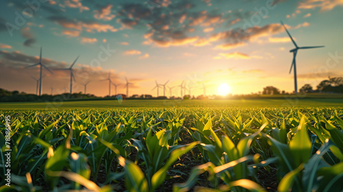 Cornfield & Wind Turbines at Dusk