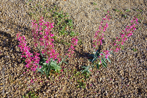 Arizona native Desert Penstemon parryi, or Parrys Penstemon, blooming with striking flowers in xeriscaped grounds in spring time