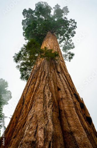 Vibrant gigantic Sequoia Tree in California 
