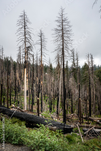 Dead trees killed by forest fire. Wildfire in California 