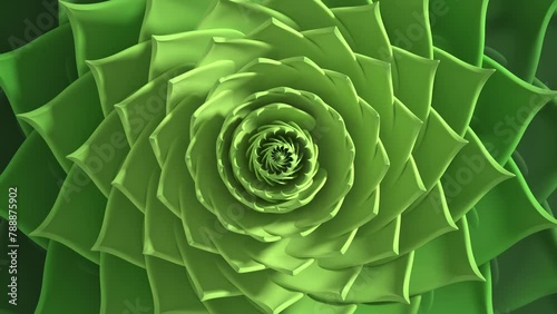 succulent golden ratio sequence hypnotic experience 3d animation loop. Can be used to represent concentric vortex endless, trippy background psychedelic, gardening succulents harmony