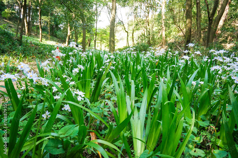 Obraz premium 森の中で美しく白い花を咲かせる植物