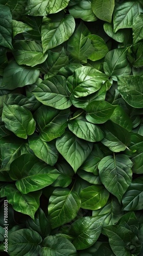 A beautiful wall of green leaves