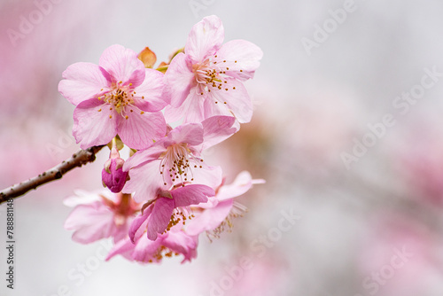 桜の花をモチーフにした背景素材