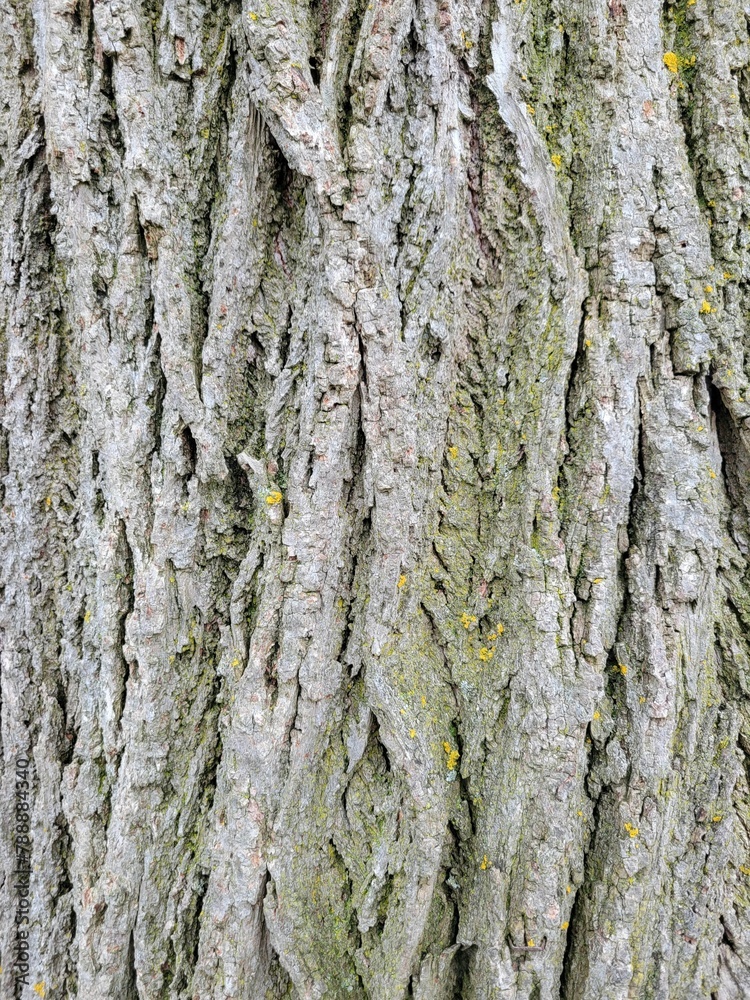 Close up view of a tree trunk covered in green moss. The textured surface of the bark is visible, with patches of moss growing in various shades of green and brown. Close up view of a tree trunk covered in green moss. The textured surface of the bark is visible, with patches of moss growing in various shades of green and brown.
