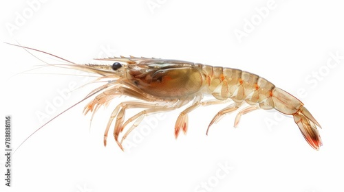 boiled shrimps on white background